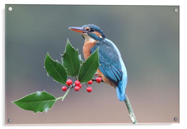 Christmas kingfisher  Acrylic by Stephen Herrell