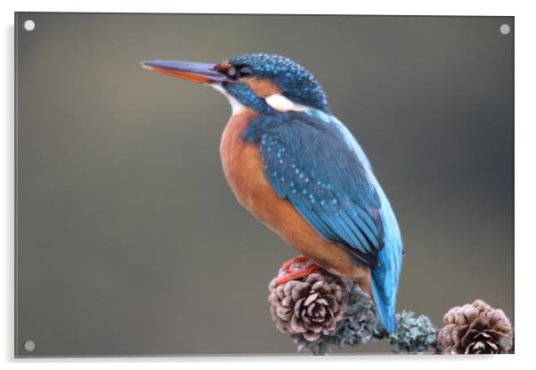 Kingfisher perching  Acrylic by Stephen Herrell