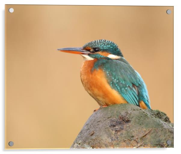 Female Kingfisher  Acrylic by Stephen Herrell