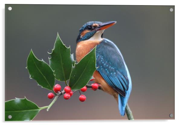 Christmas kingfisher  Acrylic by Stephen Herrell