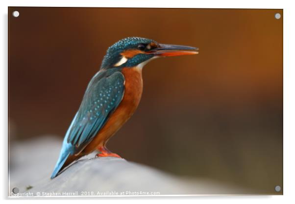 Female Kingfisher  Acrylic by Stephen Herrell