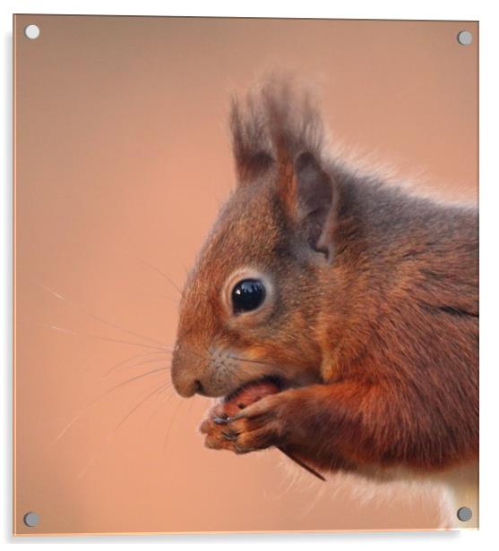 Red Squirrel  Acrylic by Stephen Herrell