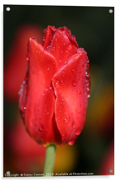 Araluen Tulip Acrylic by Danny Cannon
