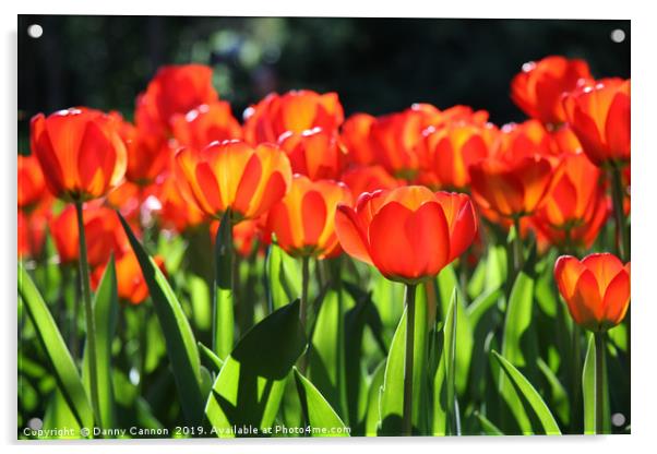 Morning light on the tulips Acrylic by Danny Cannon