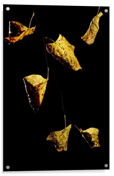 Golden leaves Acrylic by Jonathan Tallon