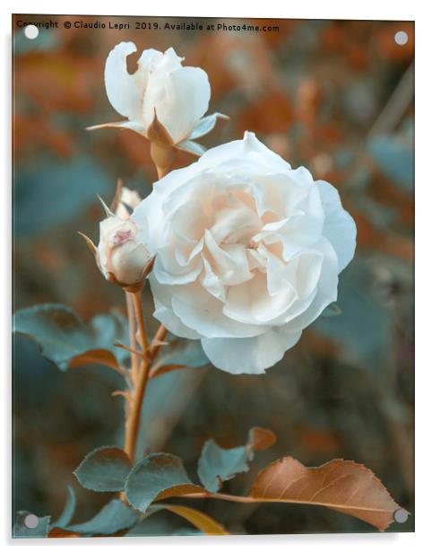 White roses on orange background Acrylic by Claudio Lepri