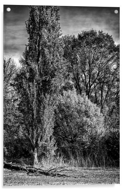 Group portrait of trees in black and white Acrylic by Claudio Lepri