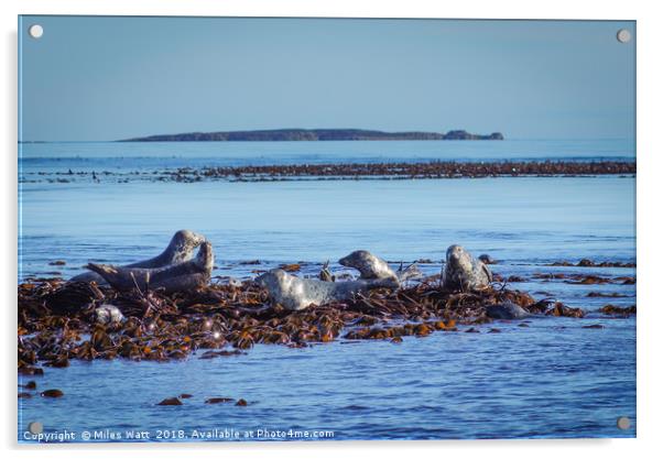 Farne Island Seals Acrylic by Miles Watt