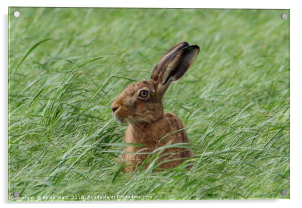 Inquisitive Hare Landscape Acrylic by Miles Watt