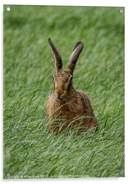 Proud Hare Acrylic by Miles Watt