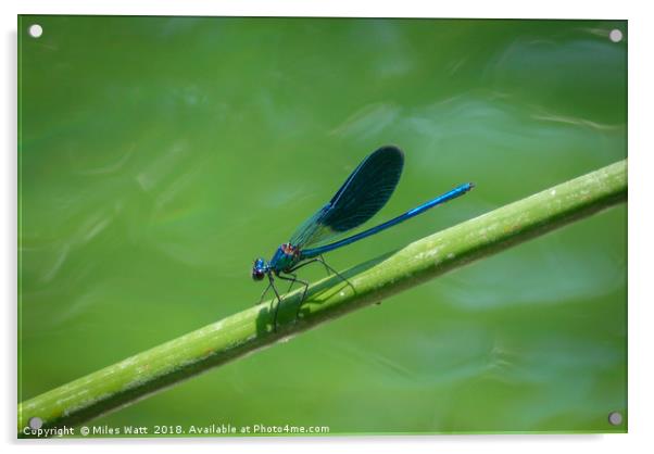 Blue Dragon Fly Acrylic by Miles Watt