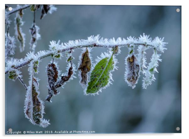 Highland Hoarfrost II Acrylic by Miles Watt