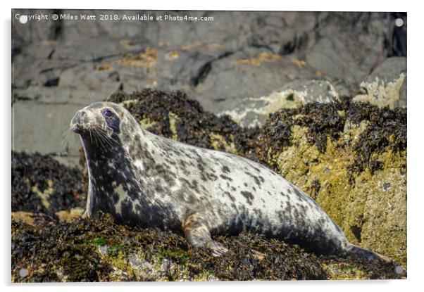 Seal on Watch Acrylic by Miles Watt