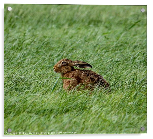 Brown Hare in the Grass Acrylic by Miles Watt