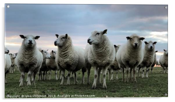 Ewe Beautiful Lambs Acrylic by robin whitehead