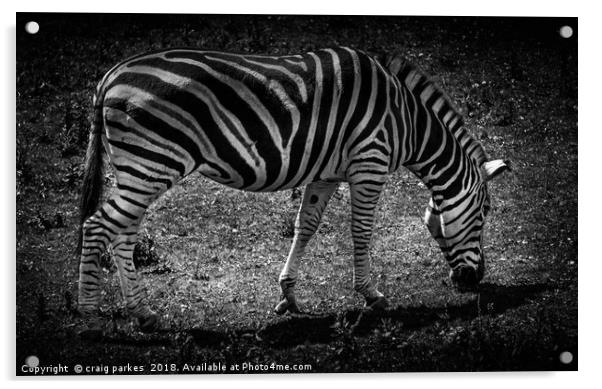 Amazing Zebra Acrylic by craig parkes