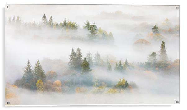 Trees in the mist Acrylic by Tony Higginson