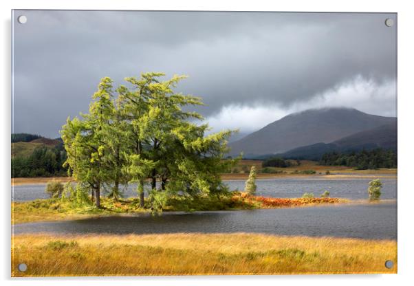 Larch trees Loch Tulla Acrylic by Tony Higginson