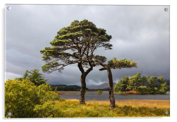 Scots Pines Loch Tulla Acrylic by Tony Higginson