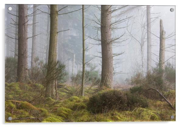 Misty trees, Inverness Acrylic by Tony Higginson