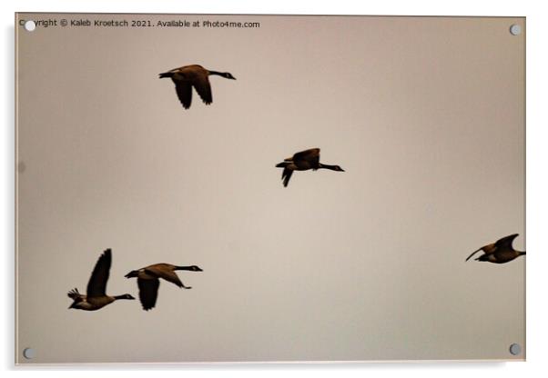 Migrating geese in winter  Acrylic by Kaleb Kroetsch