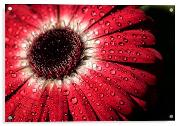 Water droplets on a flower Acrylic by James Daniel