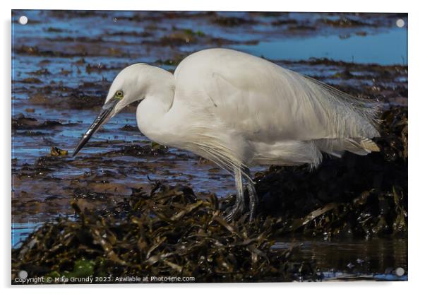 Egret feeding on foreshore Acrylic by Mike Grundy