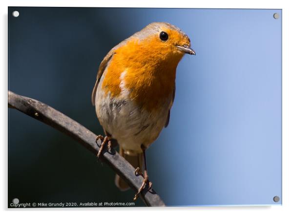 Inquisitive Robin Acrylic by Mike Grundy