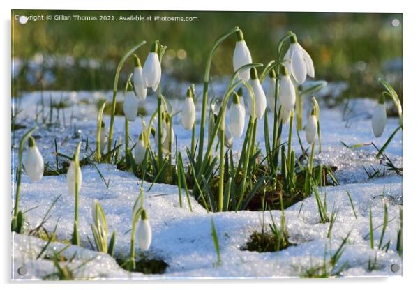 Snowdrops in the snow Acrylic by Gillian Thomas