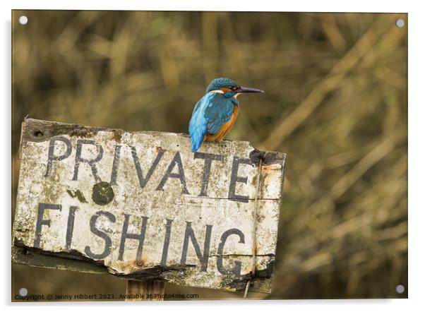 Kingfisher perched on sign  Acrylic by Jenny Hibbert