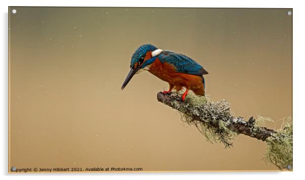 Kingfisher looking for fishes Acrylic by Jenny Hibbert