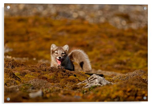 Arctic Fox cub in tundra Svalbard Arctic Acrylic by Jenny Hibbert