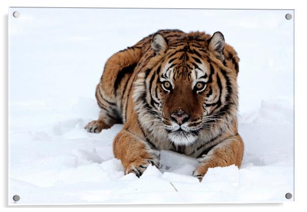 Siberian tiger lying in snow North America Acrylic by Jenny Hibbert