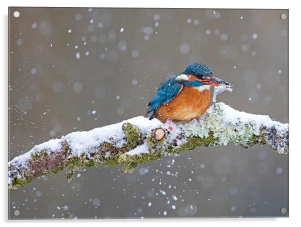Kingfisher with catch in the snow, Cardiff Wales Acrylic by Jenny Hibbert