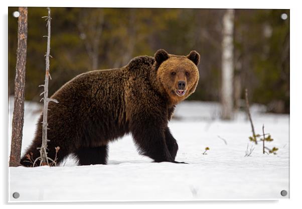Brown bear just out of hibernation Acrylic by Jenny Hibbert