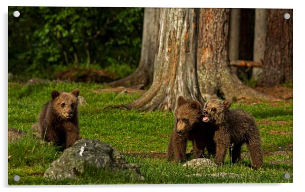Bear cubs playing in the forest Acrylic by Jenny Hibbert