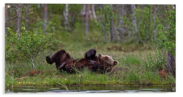 Brown bear relieving an itch Acrylic by Jenny Hibbert