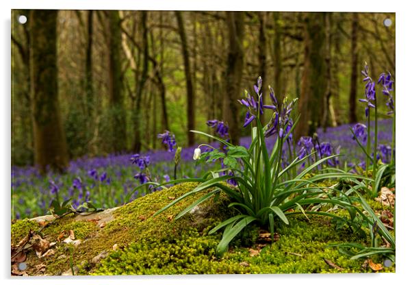 Close up of Bluebells in Wenault woods Cardiff Acrylic by Jenny Hibbert