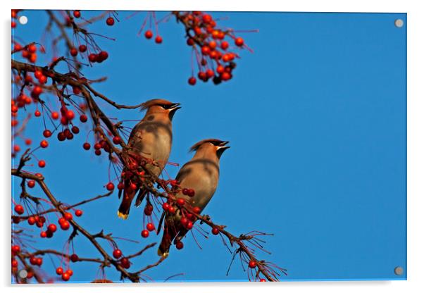 Pair of Waxwings Acrylic by Jenny Hibbert
