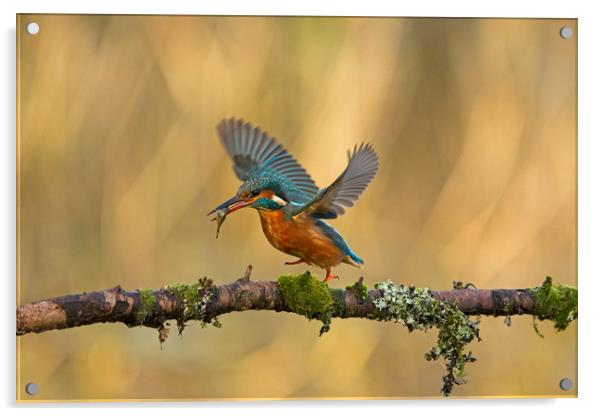 Kingfisher running along branch Acrylic by Jenny Hibbert