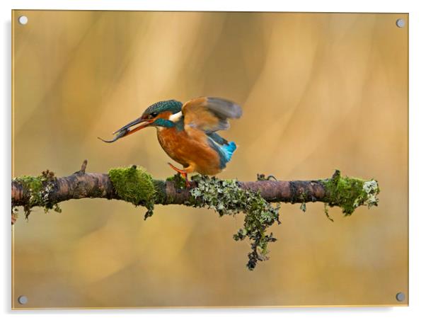 Kingfisher with fish on perch Acrylic by Jenny Hibbert