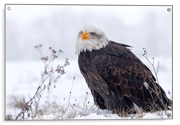 Bald Eagle on a misty snowy day Acrylic by Jenny Hibbert