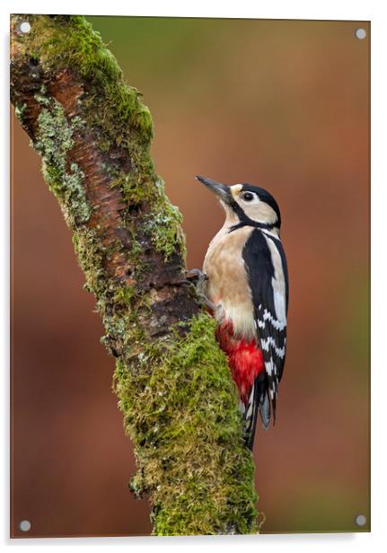Great Spotted Woodpecker Acrylic by Jenny Hibbert