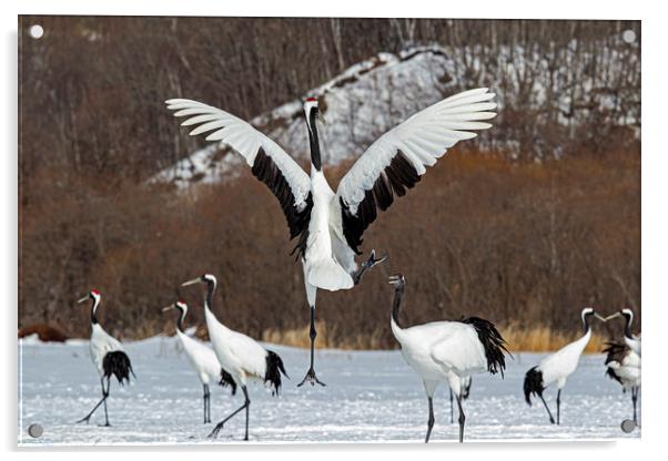 Red Crowned Cranes courtship Acrylic by Jenny Hibbert