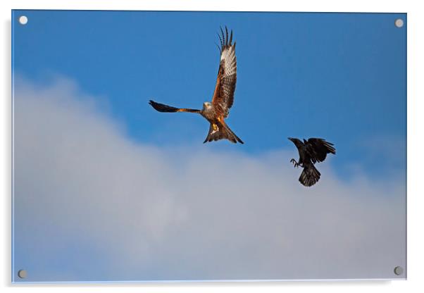 Red Kite being chased by Crow Acrylic by Jenny Hibbert