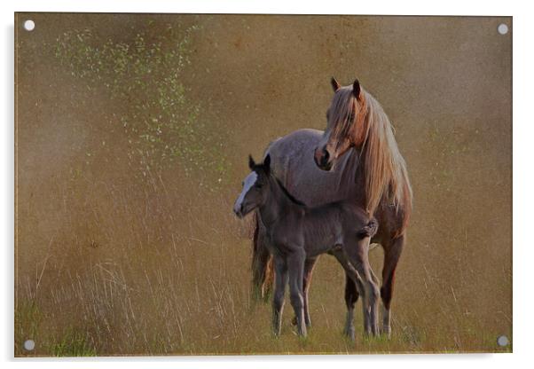 Mare with foal Acrylic by Jenny Hibbert
