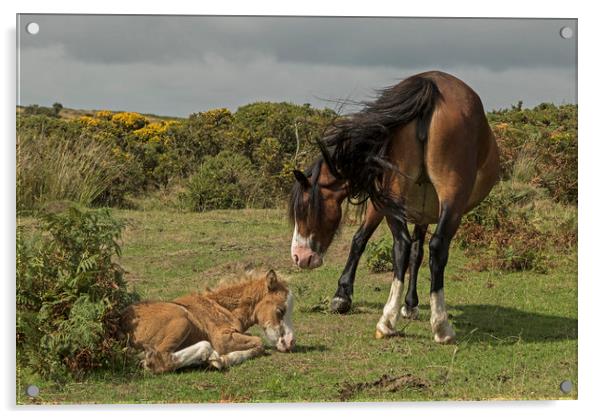 Mare with foal on the Gower Acrylic by Jenny Hibbert