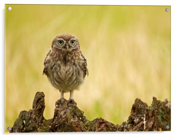 Wild Little Owl Acrylic by Jenny Hibbert