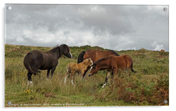 Group of horses on the Gower Acrylic by Jenny Hibbert