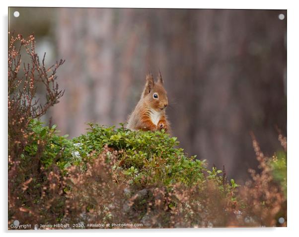 Red Squirrel looking very cheeky in Scotland Acrylic by Jenny Hibbert
